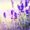 Photo of Lavender 8.