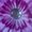 Photo of Odyssey H.
