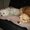 Photo of Pat T.