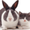 Photo of Nibble L.