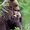 Photo of Baby Bear H.