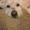 Photo of IAmDogWalker ..