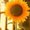 Photo of Sunny Z.