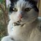 Cat T. Avatar