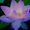 Photo of Rose N.