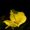Photo of Yellow R.
