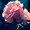 Photo of Emelia T.