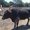 Photo of Srikanth K.