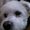 Photo of Merlin C.