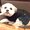 Photo of Chirpie B.