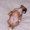 Photo of Pig E.