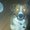 Photo of Bear B.