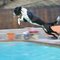 Waterdog B.