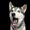 Photo of Dog D.