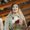 Photo of Smita P.