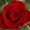 Photo of Rose S.