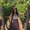 Photo of Allaina R.
