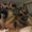 Photo of Dogdancer K.