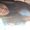 Photo of Zaya H.
