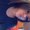 Photo of Dayana A.