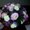 Photo of Melissa R.