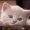 Photo of Qype User (Saz198…)
