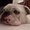 Photo of Bully W.