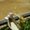 Photo of Pelican L.