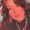 Photo of Sarah H.