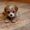 Photo of Ronica S.
