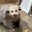 Photo of Fuzzypossums O.