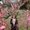 Photo of Liz M.