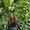 Photo of Alysse H.