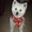 Photo of Rusha. Y.