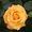 Photo of Rose G.