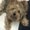 Photo of Chewbacca B.