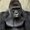 Photo of Harambe M.