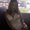 Photo of Antimeny F.