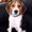 Photo of Lucky D.