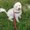 Photo of Furlove P.