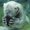 Photo of Arctic C.
