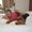 Photo of Sheri S.