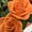 Photo of Danielle D.