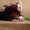 Photo of Nida H.