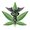 Photo of QualityWeed R.