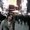 Photo of Sadaf M.