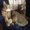 Photo of Cookie R.