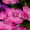Photo of Josie H.