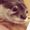 Photo of Otter Y.