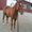 Photo of The Equestrian K.